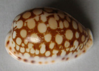 Cypraea abaliena erypersica , C. P. Meyer & Lorenz, 2017