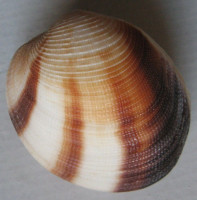 Periglypta puerpera  (Linnaeus, 1771)