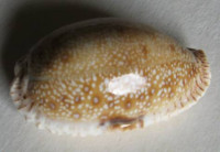 Cypraea erosa chlorizans, Melwill, 1888