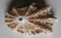 Diodora elizabethae  (E. A. Smith, 1901)