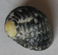 Nerita grisea Reeve, 1855	