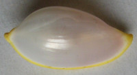 Contrasimnia xanthochila (Kuroda, 1928)