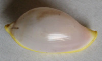 Contrasimnia xanthochila (Kuroda, 1928)