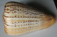 Conus betulinus, Linnaeus, 1758
