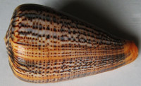 Conus suratensis, Hwass in Bruguiere, 1792
