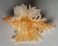 Chicoreus orchidiflorus, Shikama, T., 1973