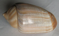 Olivancillaria urceus, Röding, P.F., 1798
