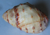 Mancinella alouina , Röding, P.F., 1798