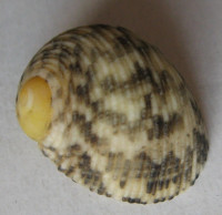 Nerita undulata  Gmelin, 1791