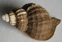 Fusitriton oregonensis , (Redfield, J.H., 1846)
