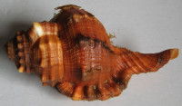 Cymatium pyrum, (Linnaeus, 1758)
