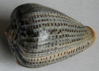 Conus glaucus, Linné, 1758  