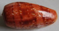 Conus bullatus, Linnaeus, 1758