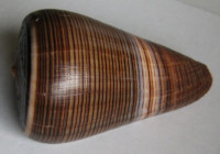 Conus buxeus   (Röding, P.F., 1798)