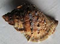 Bufonaria crumena cavitensis, (Beck & Reeve, 1844)