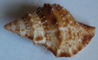 Bursa awatii  (Korrigania)  (H. C. Ray, 1950)