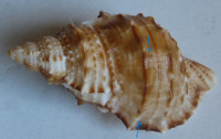 Bursa awatii  (Korrigania)  (H. C. Ray, 1950)