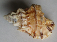 Bursa tuberosissima  (Reeve, 1844)
