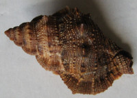 Bursa ignobilis, Beu, A.G., 1987