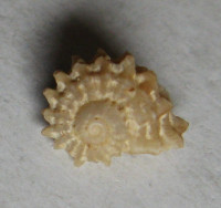 Bathyliotina nakaayasui , Habe, T., 1981 