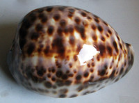 Cypraea tigris schilderiana  C. N. Cate, 1961