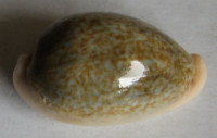 Cypraea ovum chrysostoma, Schilder, 1927