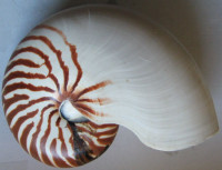 Nautilus pompilius, Linnaeus, 1758 