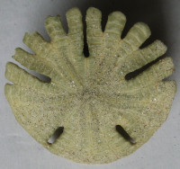 Rotula deciesdigitatus  (Leske, 1778)