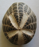 Metalia spatagus Linnaeus, 1758
