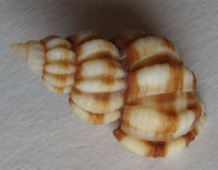 Scalptia mercadoi, Old, 1968