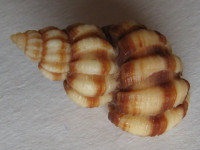 Scalptia mercadoi, Old, 1968