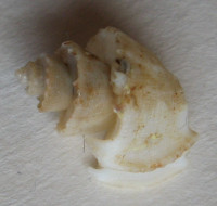 Trigonostoma antiquata (Hinds,1843)