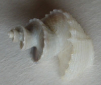 Trigonostoma scalare, (Gmelin, 1791)