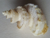 Trigonostoma scalare, (Gmelin, 1791)