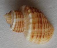 Scalptia contabulata  (G. B. Sowerby I, 1832)
