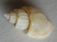 Scalptia foveolata , (G. B. Sowerby II, 1849)