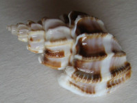 Scalptia crossei   (O. Semper, 1861)