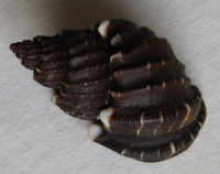 Scalptia textilis, Kiener, L.C., 1841