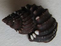 Scalptia textilis, Kiener, L.C., 1841