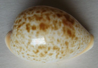 Cypraea achatidea  Sowerby, 1837