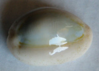 Cypraea obvelata, Lamarck, 1890