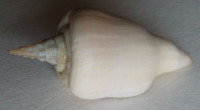 Cyrtulus serotinus, Hinds, R.B., 1844