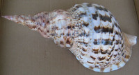 Charonia tritonis (Linnaeus, 1758)