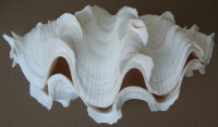 Tridacna squamosa  Lamarck, 1819