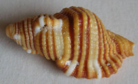 Cymatium hepaticum, (Röding, 1798)