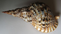 Charonia tritonis (Linnaeus, 1758)