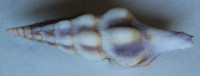 Benimakia lanceolata 1)  (Reeve, 1847)