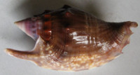 Strombus bulla, (Röding, 1798)