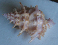 Babelomurex diadema, (A. Adams, 1854)