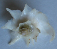Coralliophila deburghiae  (Reeve, 1857) 